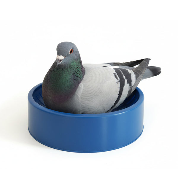 Cuibar porumbei NB05