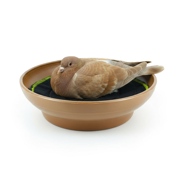 Cuibar porumbei NB02